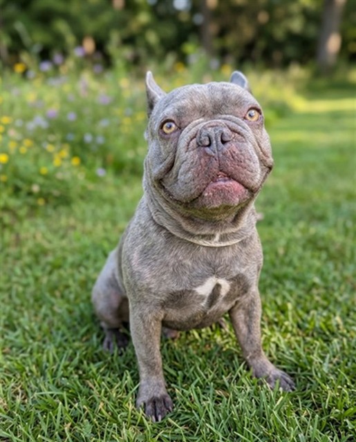 Stitch, a French Bulldog, available for adoption