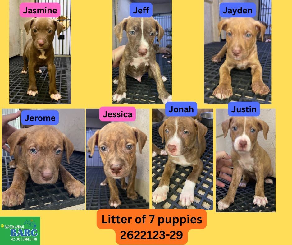 Puppies, a Retriever, available for adoption