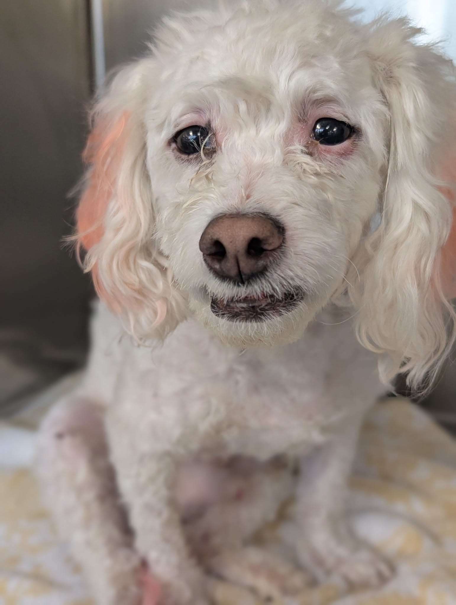 Ceno, a Poodle (mix breed), available for adoption