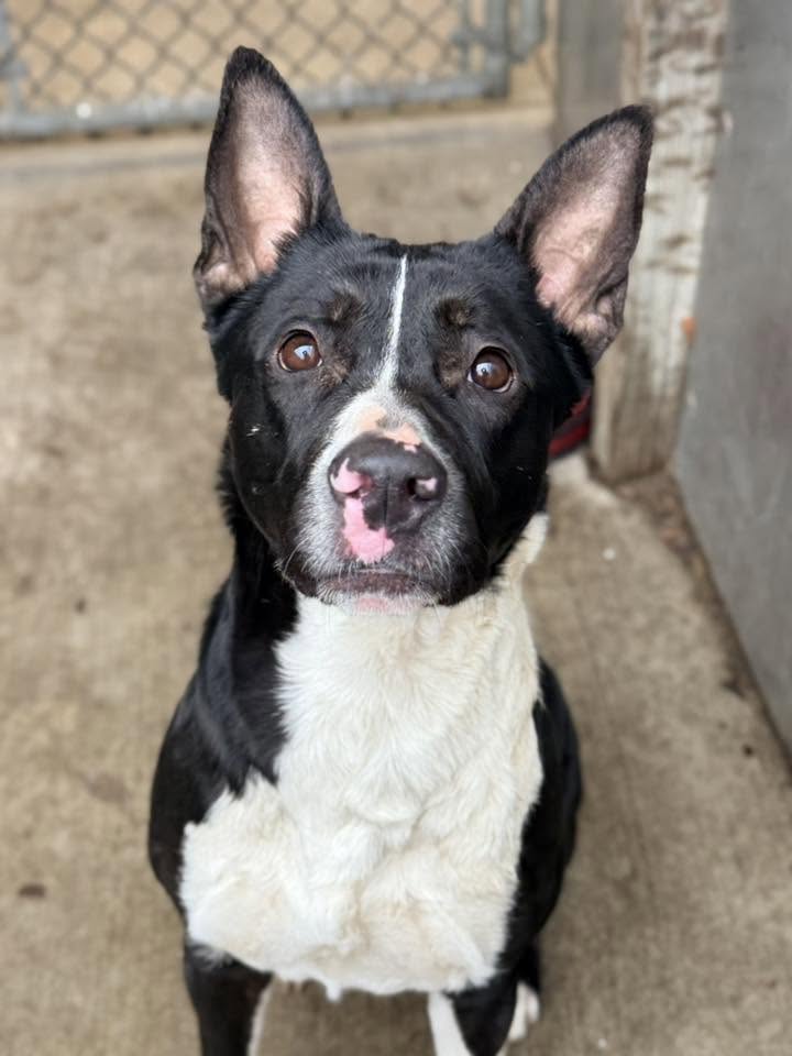 Allegra, a American Staffordshire Terrier (mix breed), available for adoption