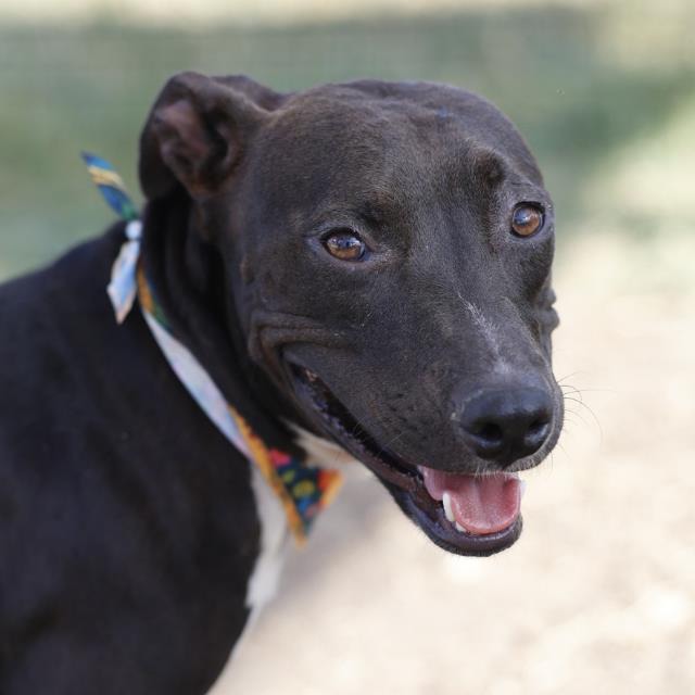 A822686, a American Staffordshire Terrier (mix breed), available for adoption