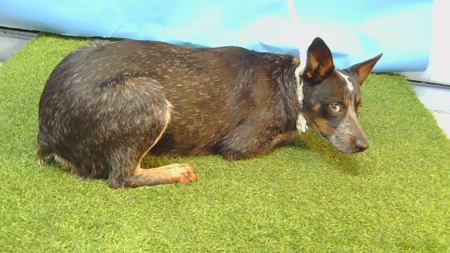 Rocco, a Cattle Dog, available for adoption