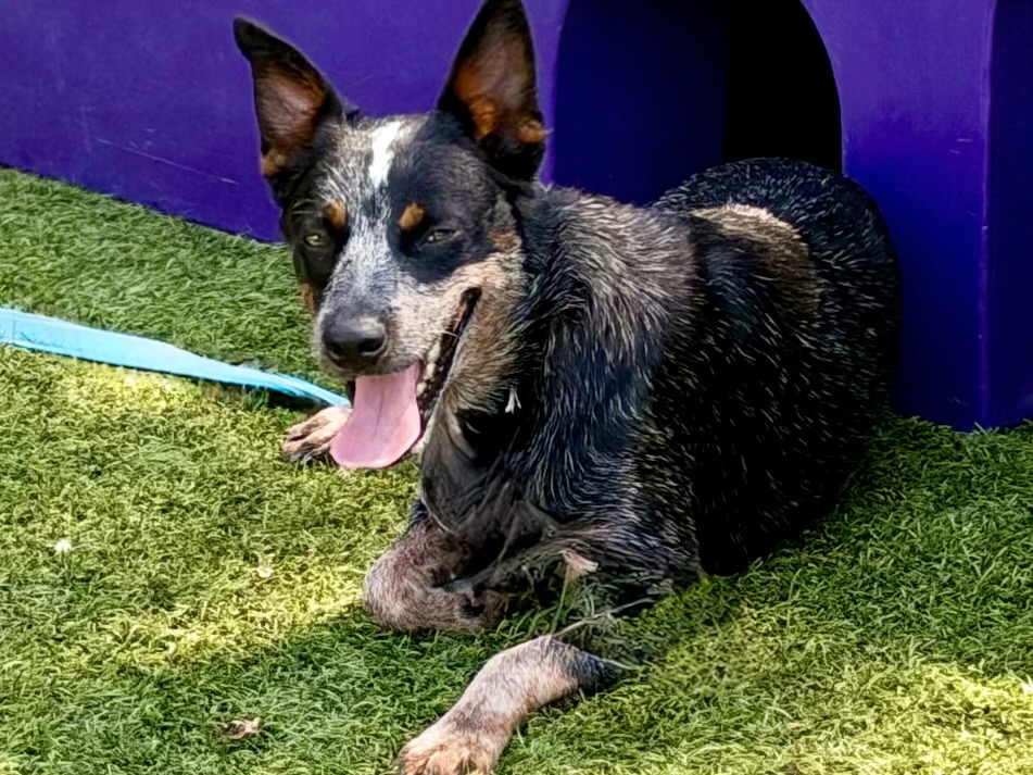 Rocco, a Cattle Dog, available for adoption