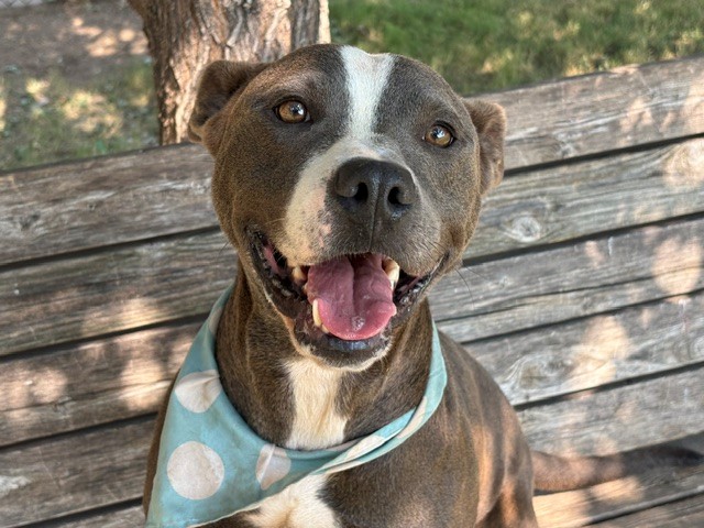 Blue, a Pit Bull Terrier (mix breed), available for adoption