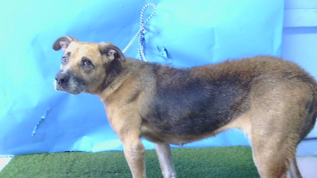 A5799283, a German Shepherd, available for adoption