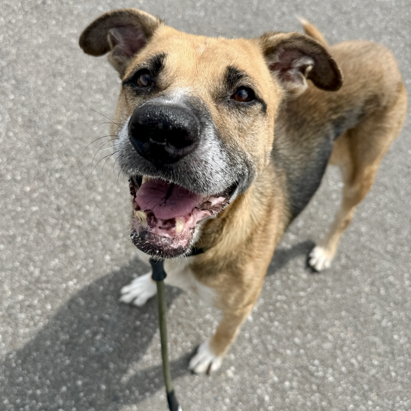 Donna, a German Shepherd, available for adoption