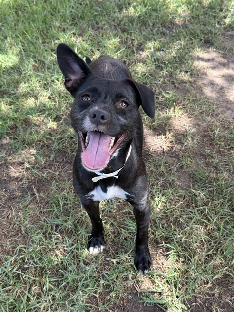 Bonnie, a Terrier (mix breed), available for adoption