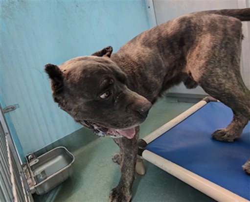 A5799164, a Cane Corso Mastiff, available for adoption