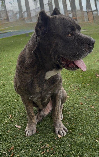 Fezzik, a Cane Corso Mastiff, available for adoption
