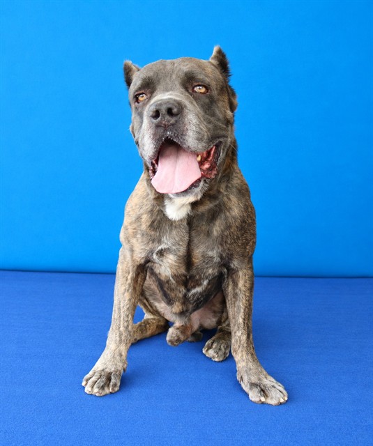 Fezzik, a Cane Corso Mastiff, available for adoption