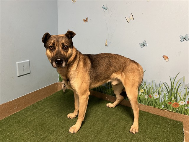 Dorno, a German Shepherd, available for adoption