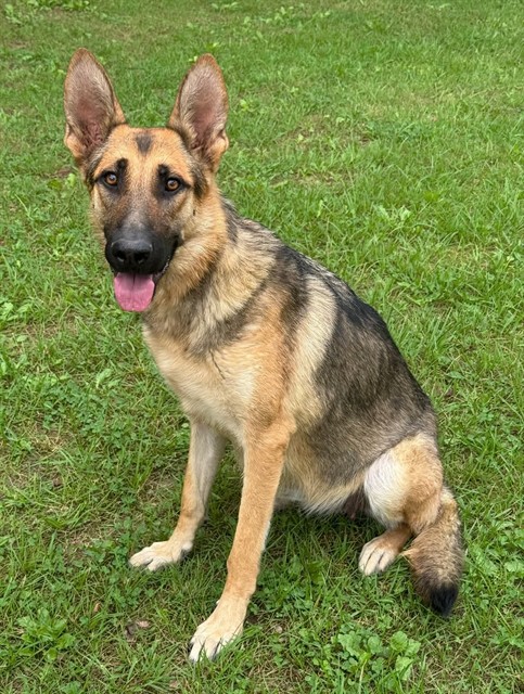 Penny, a German Shepherd, available for adoption