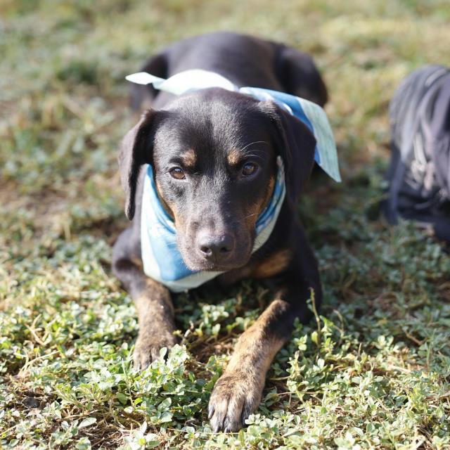Benjamin, a Retriever (mix breed), available for adoption