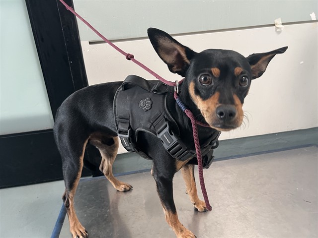 Curley, a Miniature Pinscher, available for adoption