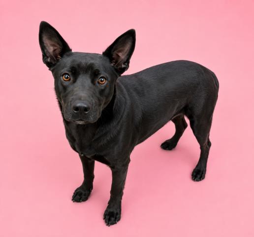 Cleo, a Australian Kelpie (mix breed), available for adoption