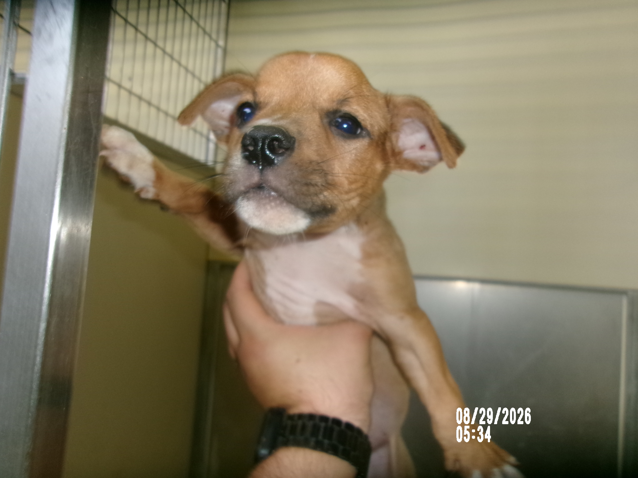 Bud, a Terrier (mix breed), available for adoption