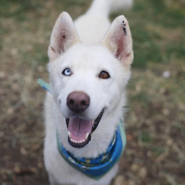 Daphine, a Siberian Husky (mix breed), available for adoption