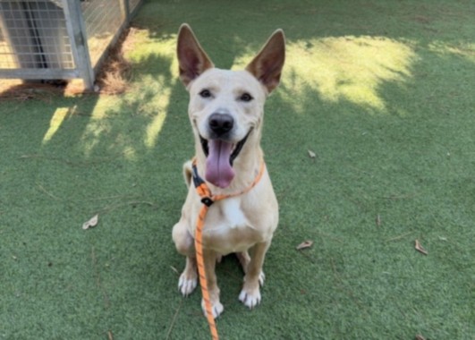 Ares, a German Shepherd (mix breed), available for adoption