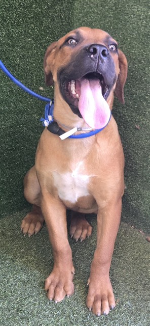 A5801305, a Mastiff, available for adoption