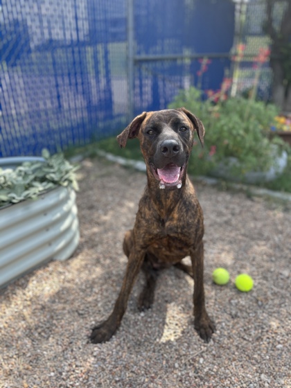 Roxy, a Pit Bull Terrier, available for adoption