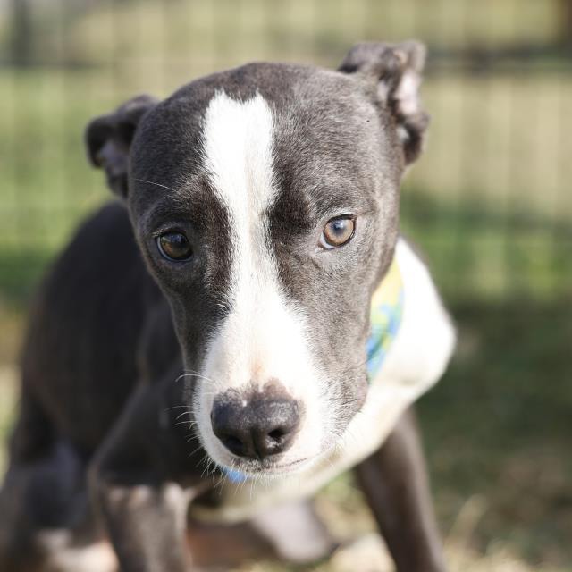 Socks, a American Staffordshire Terrier (mix breed), available for adoption