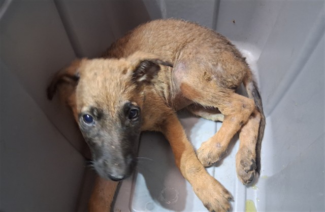 A5802089, a Belgian Shepherd Malinois, available for adoption