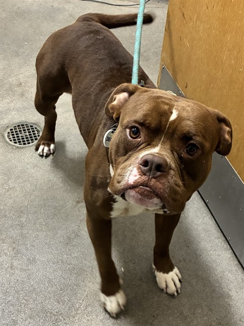 Redi, a Pit Bull Terrier, available for adoption
