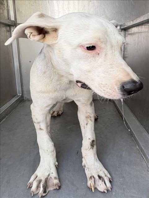 A035168, a Pit Bull Terrier (mix breed), available for adoption