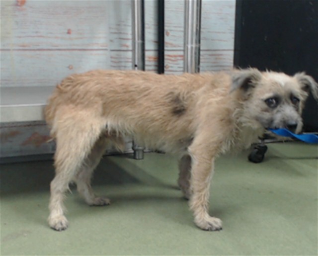 Scraps, a Border Terrier, available for adoption