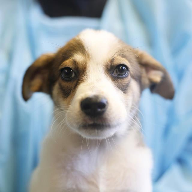 Star, a Husky (mix breed), available for adoption