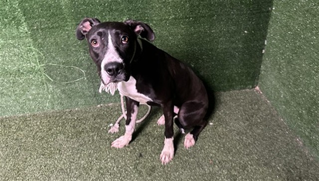 Lady, a Pit Bull Terrier, available for adoption