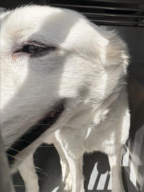 Bombon, a Great Pyrenees (mix breed), available for adoption