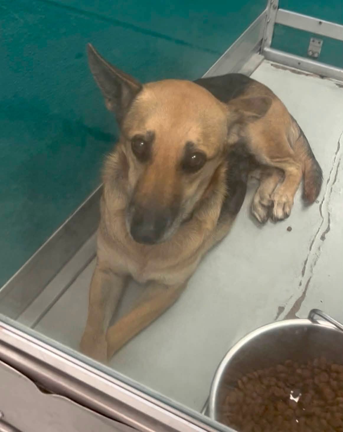 A481307, a German Shepherd, available for adoption