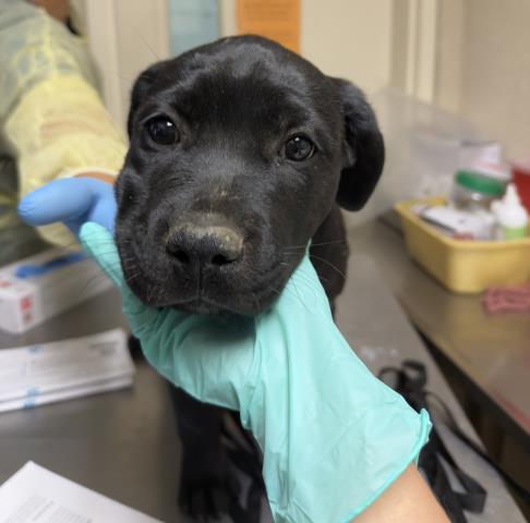 Genie, a Labrador Retriever (mix breed), available for adoption