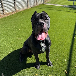 Moose, a Cane Corso Mastiff, available for adoption