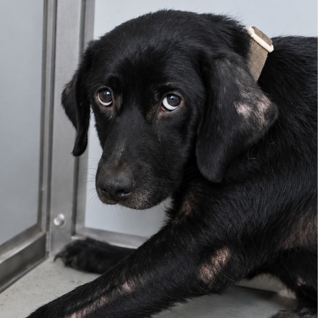 Lady, a Labrador Retriever (mix breed), available for adoption