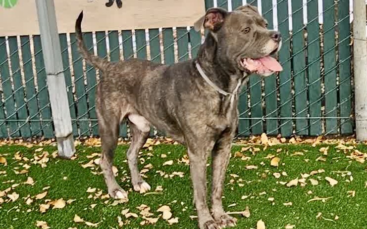 Humperdink, a Bullmastiff, available for adoption