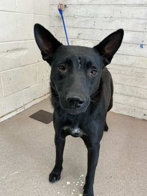 Snooki, a German Shepherd (mix breed), available for adoption
