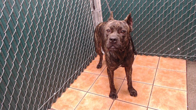 Brenda, a Bullmastiff, available for adoption