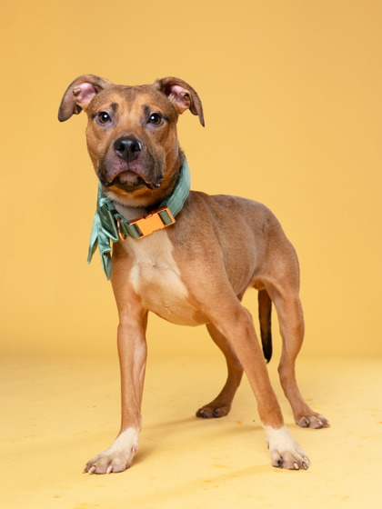 Oscar Ocelot, a Terrier (mix breed), available for adoption