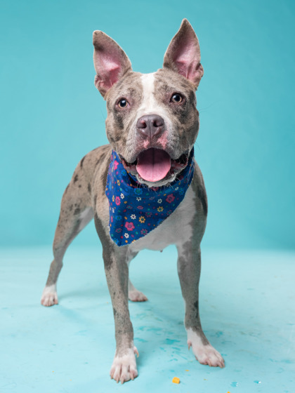 Gia, a American Staffordshire Terrier (mix breed), available for adoption