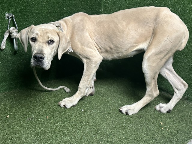 Carrie, a Labrador Retriever, available for adoption