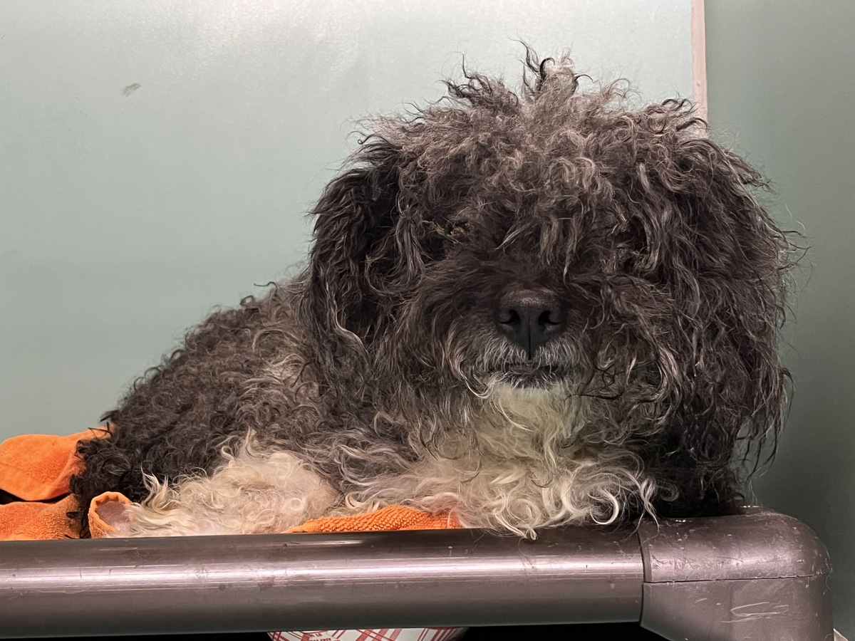 Ye Olde Pepper, a Poodle (mix breed), available for adoption