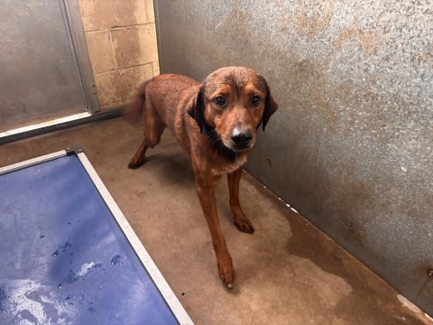 Hansel, a Rhodesian Ridgeback (mix breed), available for adoption