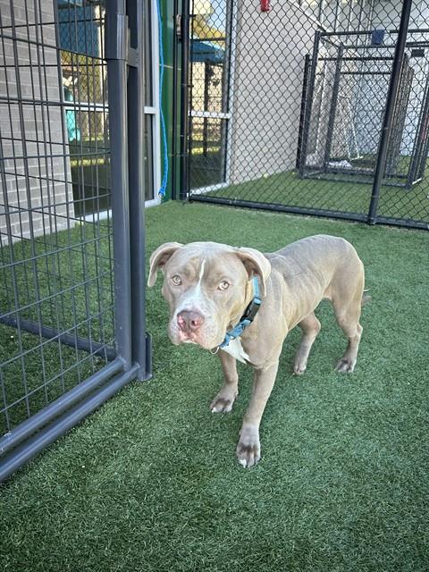 Zeus, a Pit Bull Terrier, available for adoption