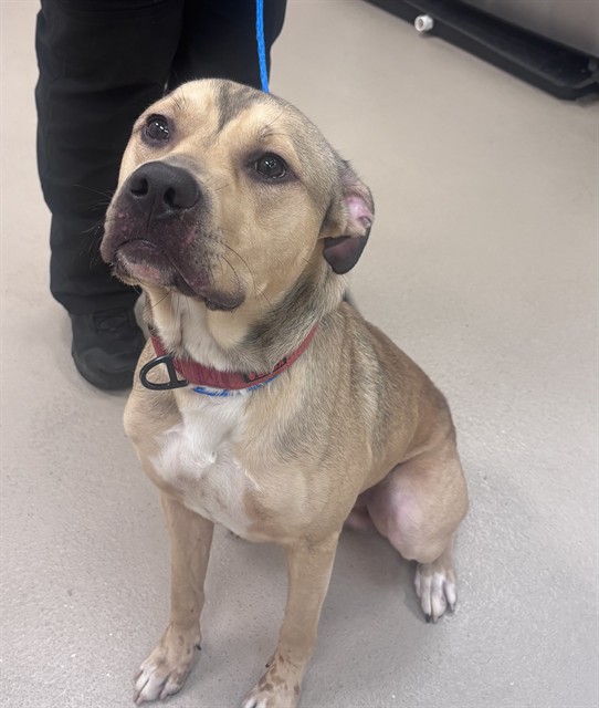 Brad, a Pit Bull Terrier, available for adoption