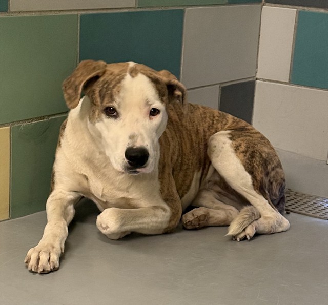 Lucy, a Pit Bull Terrier, available for adoption