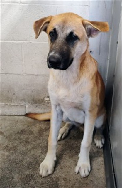 Lucas, a German Shepherd (mix breed), available for adoption