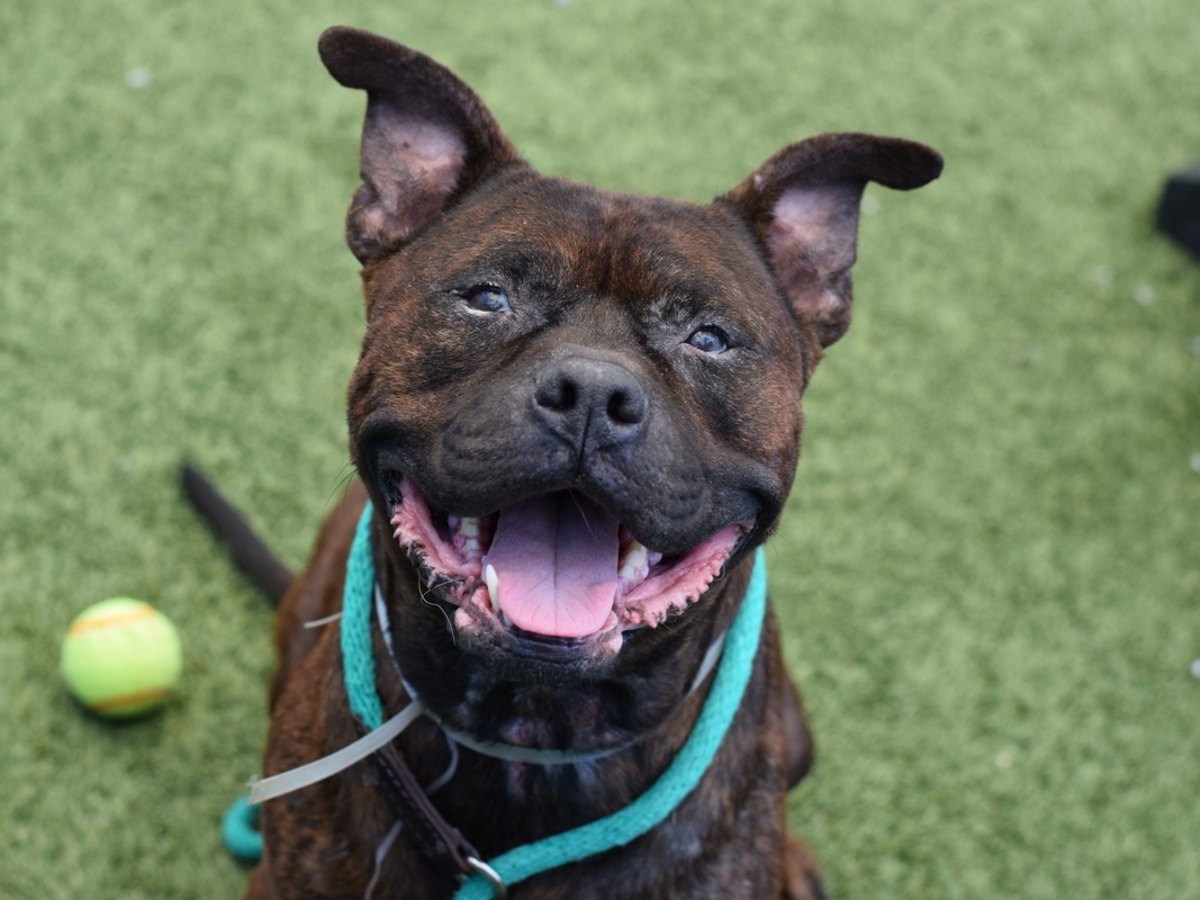 Little Prince, a Pit Bull Terrier, available for adoption