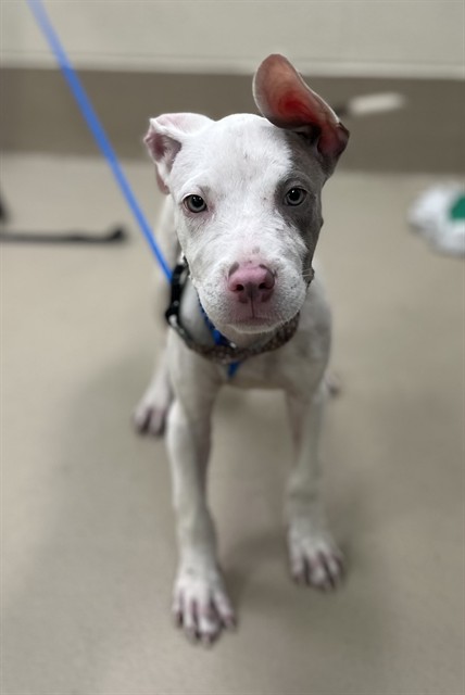Arlo, a Pit Bull Terrier (mix breed), available for adoption